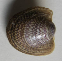Neripteron auriculatum , (Lamarck, 1816)